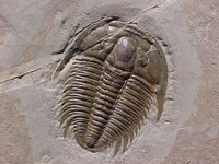 Un fossile : un trilobite.