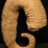 Acrioceras sp. - BARREMIEN