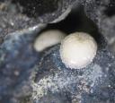 Phillipsite