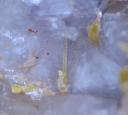 Mimetite