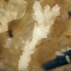 Aragonite