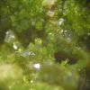 Pyromorphite