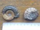 Hildoceras bifrons
