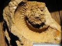 Ammonite non d�termin�e
