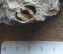 Brachidium d'un brachiopode conserv�