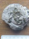 Phylloceras avec intrusion de marcassite