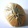 FOSSILE 05 2008-17.jpg