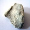 FOSSILE 05 2008-06.jpg FOSSILE 05 2008-06.jpg