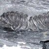 colpocoryphe dans le schiste.JPG