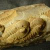 Phacopidina micheli/Ordovicien Moyen/La Dominelais/Ille et V