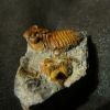 dalmanitides ordovicien la butte en st aubin des ch�teaux, 4