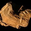 Huître 50cm.jpg Huître 50cm.jpg