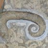 Paraspinoceras, Haut�rivien, Noyer-s-Jabron