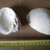 Bivalves Corbiculidae Corbicula-Eocene-Cuisien-45ma.JPG_tres