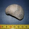 Bivalves conica-Cenomanien-100ma_tres_petite.jpg Bivalves conica-Cenomanien-100ma_tres_petite.jpg