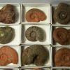 Ammonites Ammonites