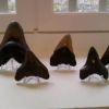 Carcharodon Megalodon Carcharodon Megalodon