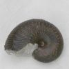 Liparoceras bechei Liparoceras bechei