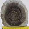 Prodactylioceras davoei enode