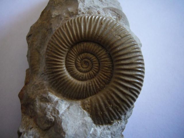 Une fossile : une ammonite
