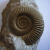 Nebrodites sp