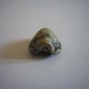 Brachiopode de l'Oxfordien
