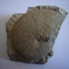 Streblites levipictus