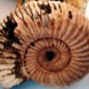 Ammonite d'Aveyron.