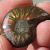Ammonite nacrée, Madagascar Ammonite nacrée, Madagascar