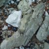 Petite ammonite Cap Blanc Nez