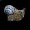 H�lix Ramondi (Lussatite)