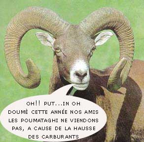 le_mouflon_corse_a_muvra__copie.jpg