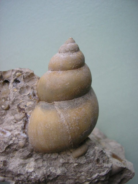 Gastéropode fossilisé.