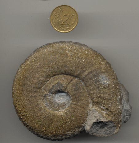 Morphoceras.gif