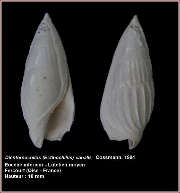 Strombidae - † Ectinochilus canalis (Coquebert and Brongniart, 1793) - Lutécien moy. (Fercourt 60) Post-107-0-96566500-1453748925_thumb