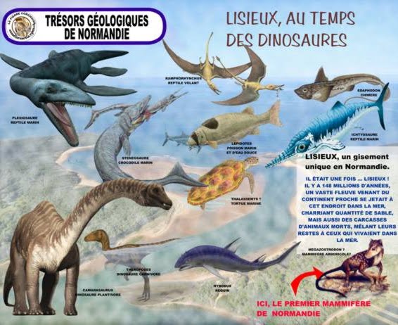 Fossiles de dinosaures