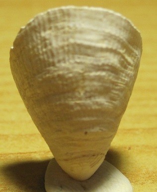 post-11901-0-22307200-1368984411.jpg