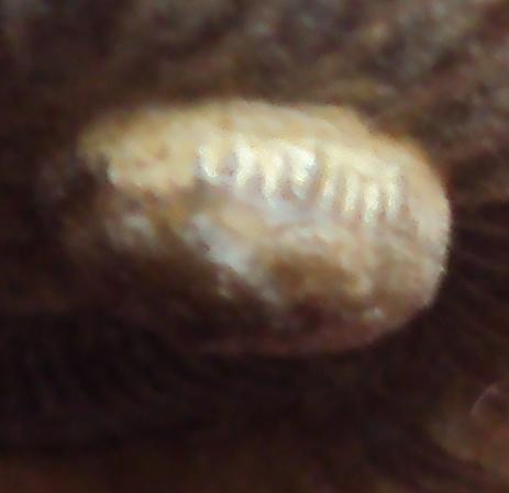post-15603-0-19207800-1369131423.jpg