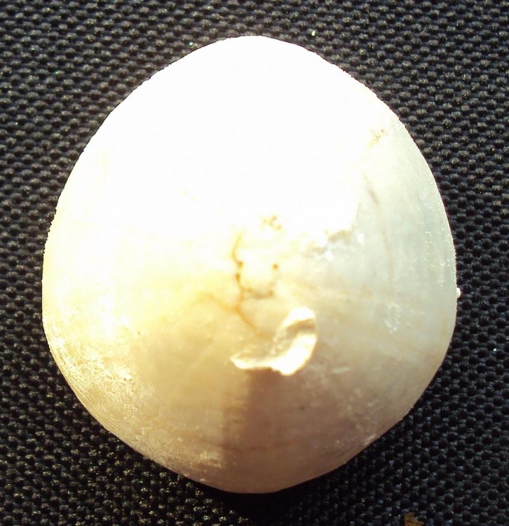 post-15603-0-95875000-1367768168_thumb.j