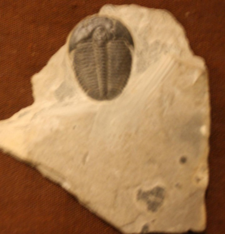 post-16409-0-76466000-1371156662_thumb.j
