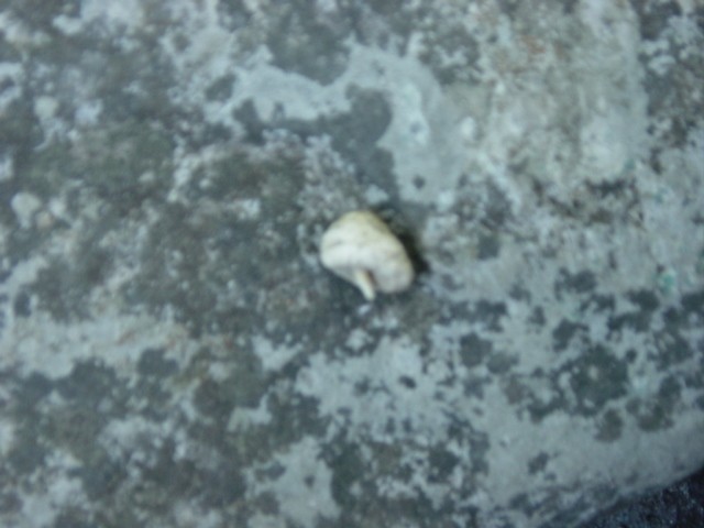 post-443-1150825701_thumb.jpg