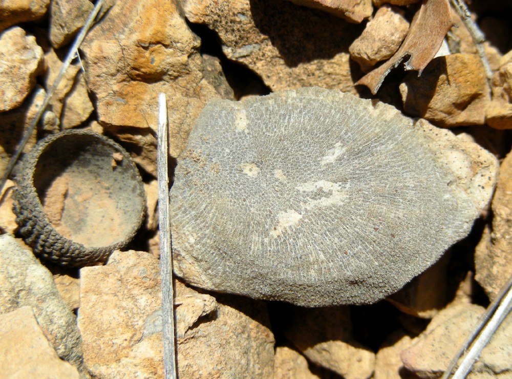 Middle Devonian, bryozoa, Montagne Noire, France, 2.jpg