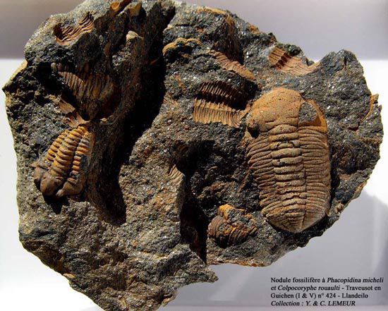 Les trilobites de l'Ordovicien armoricain