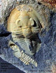 Nobiliasaphus nobilis (Château-Gaillard en Bain de Bretagne