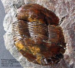 Ectillaenus giganteus (le Petit Beaumont - Hague/Manche)