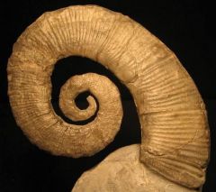 Crioceratites duvali - HAUTERIVIEN