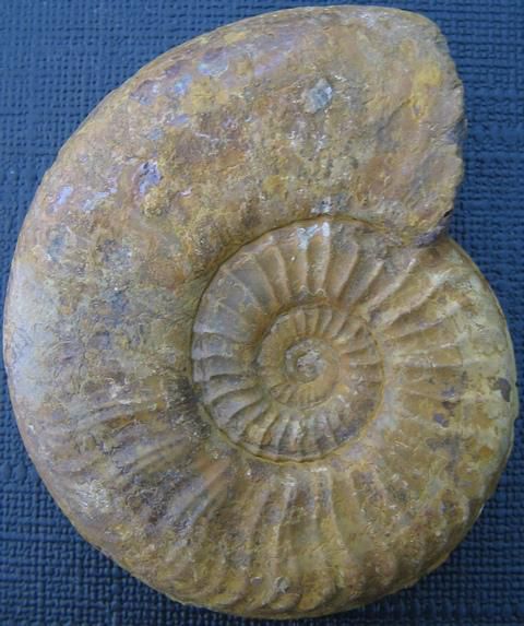 Ammonites de SAINT-QUENTIN-FALLAVIER - 38