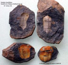 Nodules fossilifères (Château-Gaillard I & V))