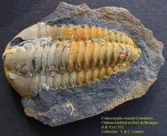 Colpocoryphe rouaulti (Bain de Bretagne - I et V)