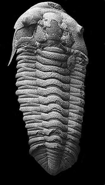 Prionocheilus mendax (Bain de Bretagne - I et V)